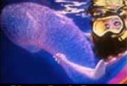 Photo: Dr. A. Romero; visit a special website
